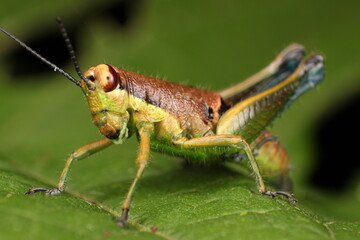 Grillo coqueto