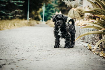 Little puppy schnauzer is playing in nature. He loves running. He is a happy dog.