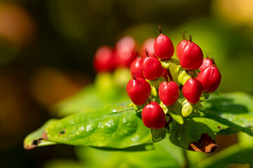 Garden flower with vibrant red colour of the berries against a green natural background