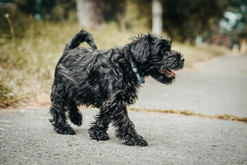 Little puppy schnauzer is playing in nature. He loves running. He is a happy dog.