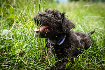 Fototapeta premium Little furry puppy lying in the grass. He loves to relax. He is a happy dog.