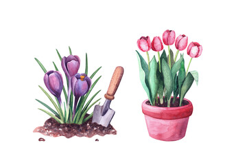 Illustration set for garden with watercolor. Flowers in the soil,  tulips in the flower pot