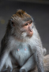 Mono sentado en las calles de Ubud, en Indonesia