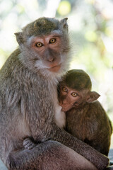 Una madre mono amamanta a su cría en las calles de Bali, en Indonesia