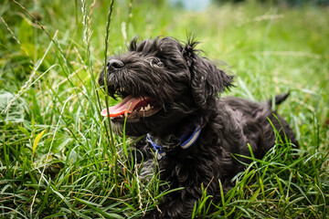 Naklejka na ściany i meble Little furry puppy lying in the grass. He loves to relax. He is a happy dog.