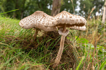 Street bank with almost mature flat caps and stipe of a couple of Macrolepiota procera or Large Parasol Mushroom
