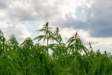 canabis on marijuana field farm sativa weed hemp hash plantation panorama