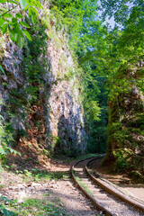 forest railway