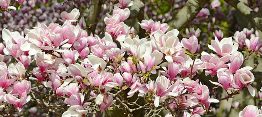 Magnolia tree blossom © Virynja