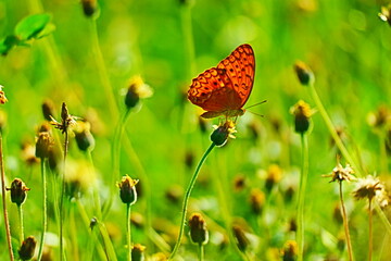 Close-Up Of Butterfly Pollinating On Flower At Field.