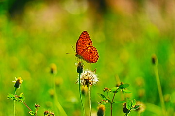 Close-Up Of Butterfly Pollinating On Flower At Field.