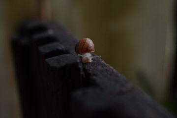 Pequeño caracol caminando por el jardìn
