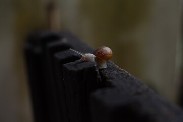 Pequeño caracol caminando por el jardìn
