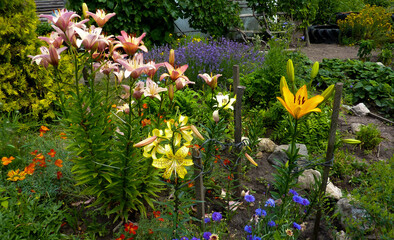 Flowers of various colors on the spontaneous vegetable garden.