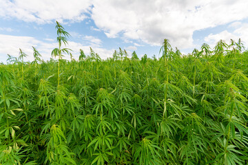 canabis on marijuana field farm sativa weed hemp hash plantation panorama