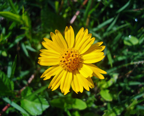 Creeping-oxeyes (Wedelia paludosa or Sphagneticola trilobata)
