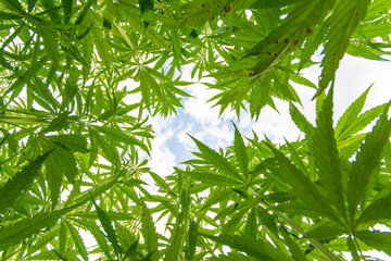 canabis on marijuana field farm sativa weed hemp hash plantation