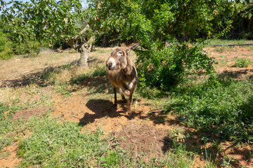 A donkey watching with curiosity
