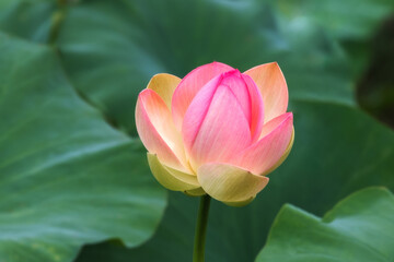 A pink Lotus Bud (Nelumbo) blooms in the water. Lotus close-up. Pink lotuses are delicate and beautiful flowers, a sacred plant.