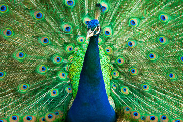 Obraz premium Close up of a beautiful Indian male peacock bird showing his colorful feather tail.