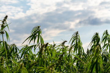 Obraz premium canabis on marijuana field farm sativa weed hemp hash plantation