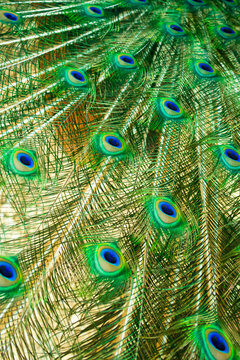 Beautiful Indian male peacock bird's colorful long tail feather pattern background