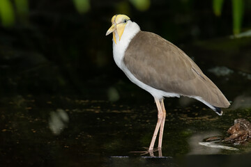 Masked Lapwing