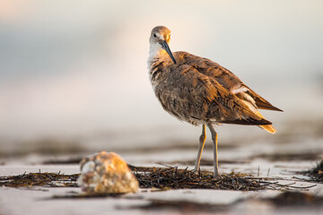 Willet in Morning Sun