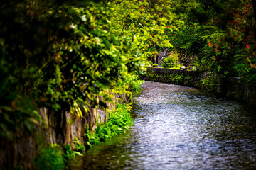 Fototapeta na wymiar Kyoto, Japan residential neighborhood in spring with Takase river canal water in April with green trees plants along waterway