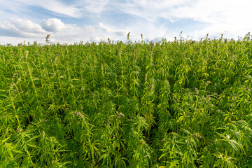 canabis on marijuana field farm sativa weed hemp hash plantation panorama