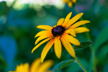 Black-eyed Susan