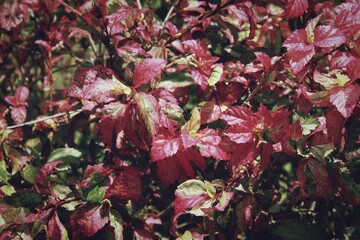 Pink Leaves