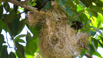 This video shows Southeast Asian metallic starling Aplonis Metallica birds flying to and from their treetop nest site.