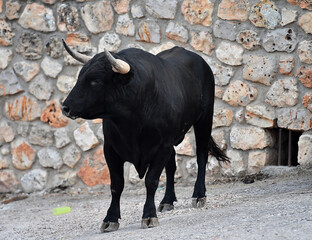 un tipico toro español