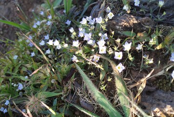 beautiful flowers