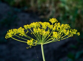 Umbrella dill. Close-up photo.