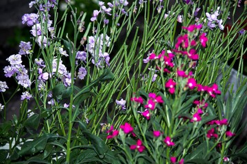 Wildflowers close-up. Photo for the desktop.