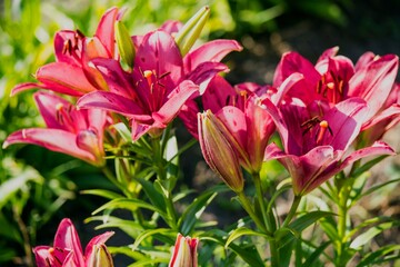 Bouquet of lilies. Photo for postcards.