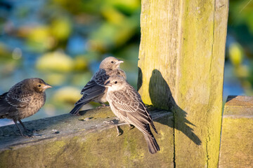Some female brown-headed cowbirds resting on the fence.   Vancouver BC Canada

