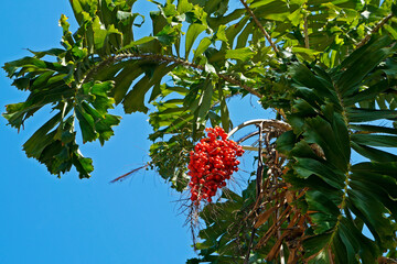 Palm tree fruits