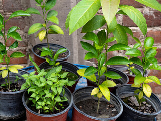 Arboles frutales, limon, naranjo, chiles y aguacate.