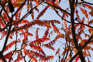 autumn the leaves fall
