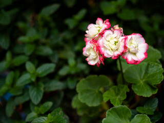 Flores blancas y plantas verdes sembradas en el jardin.