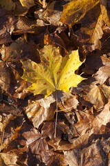 leaf fall in autumn and on maple trees