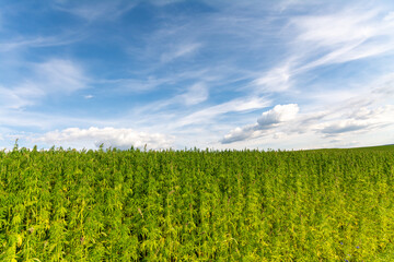 canabis on marijuana field farm sativa weed hemp hash plantation panorama