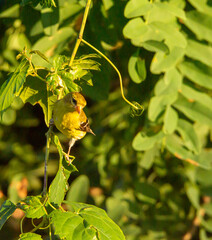 Female Goldfinch in tree
