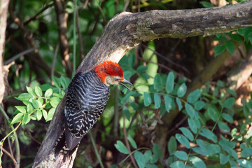 Red bellied woodpecker watching his enemy in tree