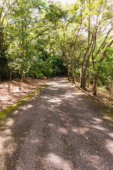 a view of a rural road between green tropical trees and humidity