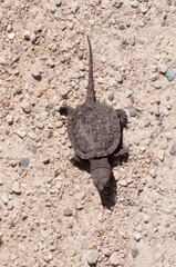 Baby Snapping Turtle heading to the lake.