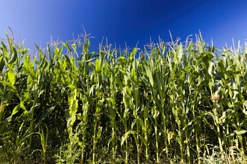 Fototapeta premium agricultural field where sweet corn is grown